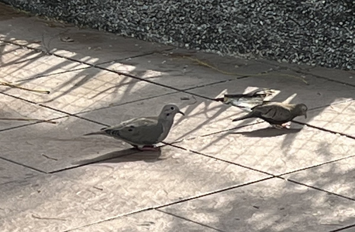 Ecuadorian Ground Dove - ML636333009