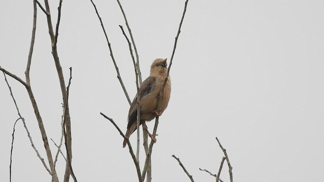 Malabar Starling - ML636333027