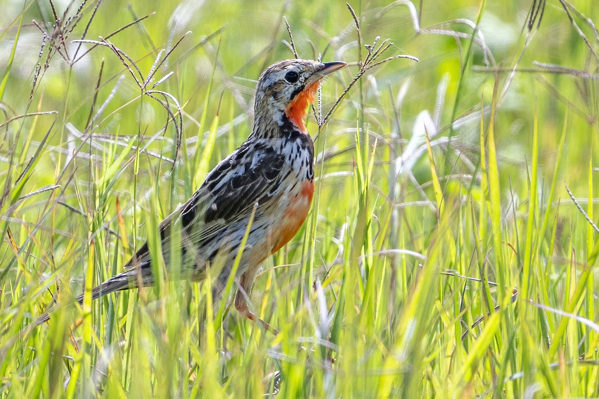 Rosy-throated Longclaw - ML636333044