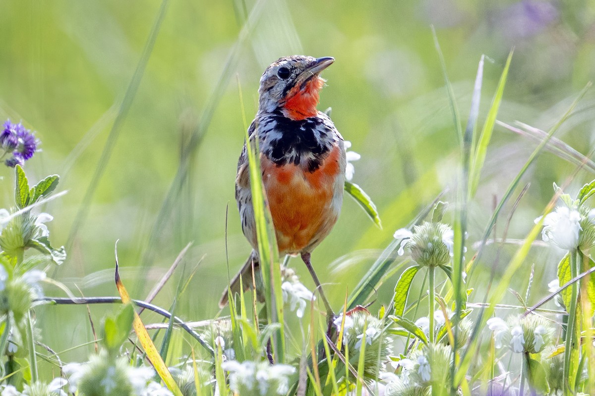 Rosy-throated Longclaw - ML636333045