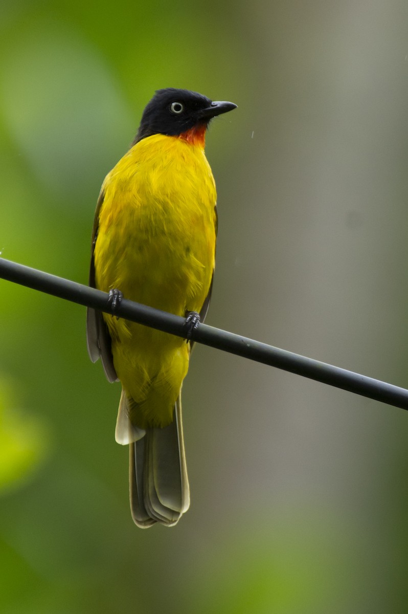 Flame-throated Bulbul - ML636333055