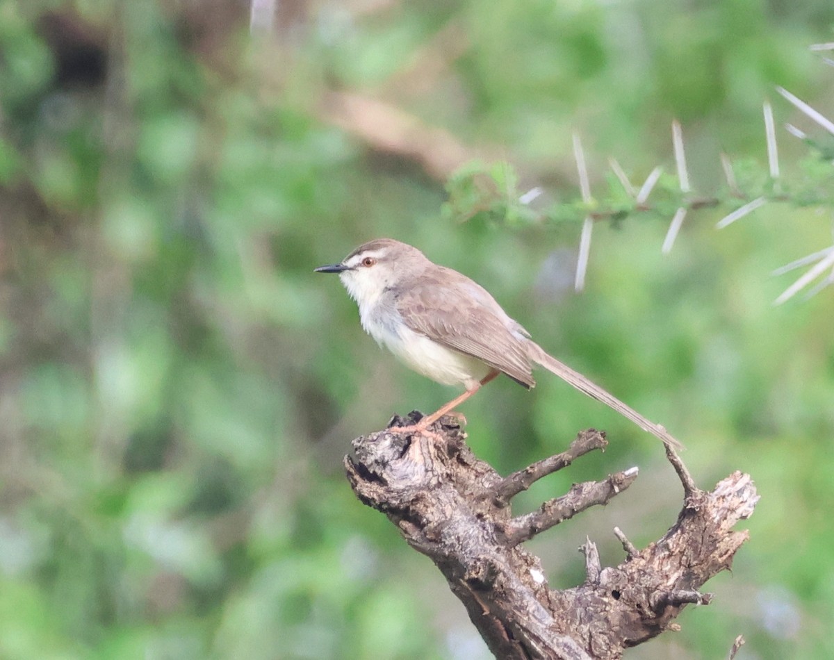 Pale Prinia - ML636333107