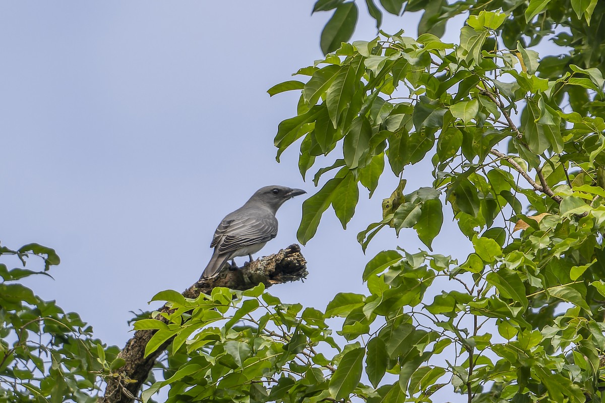 Oriental Cuckooshrike - ML636333201