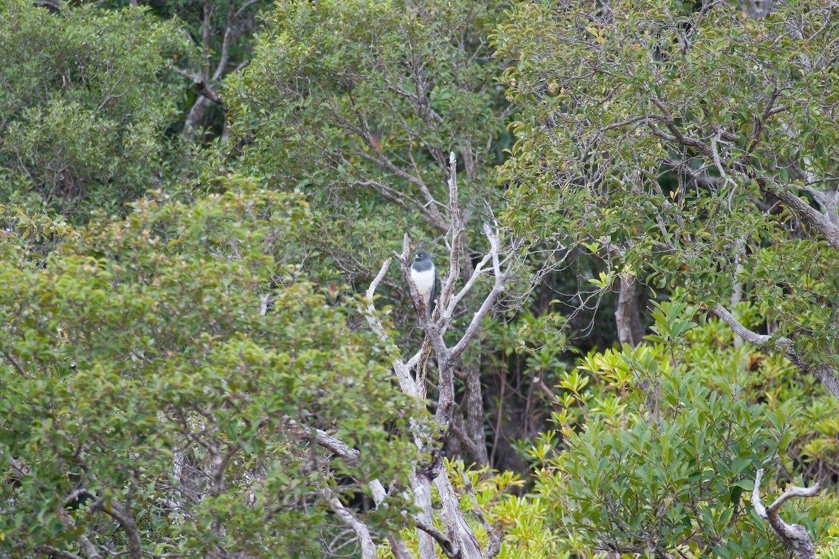 New Caledonian Goshawk - ML636333212