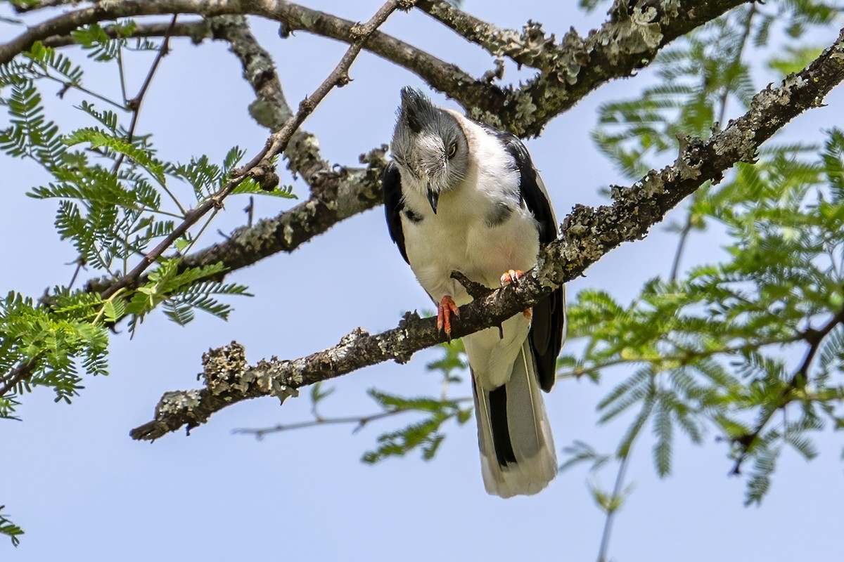 Gray-crested Helmetshrike - ML636333448