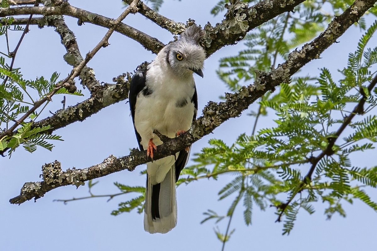 Gray-crested Helmetshrike - ML636333449