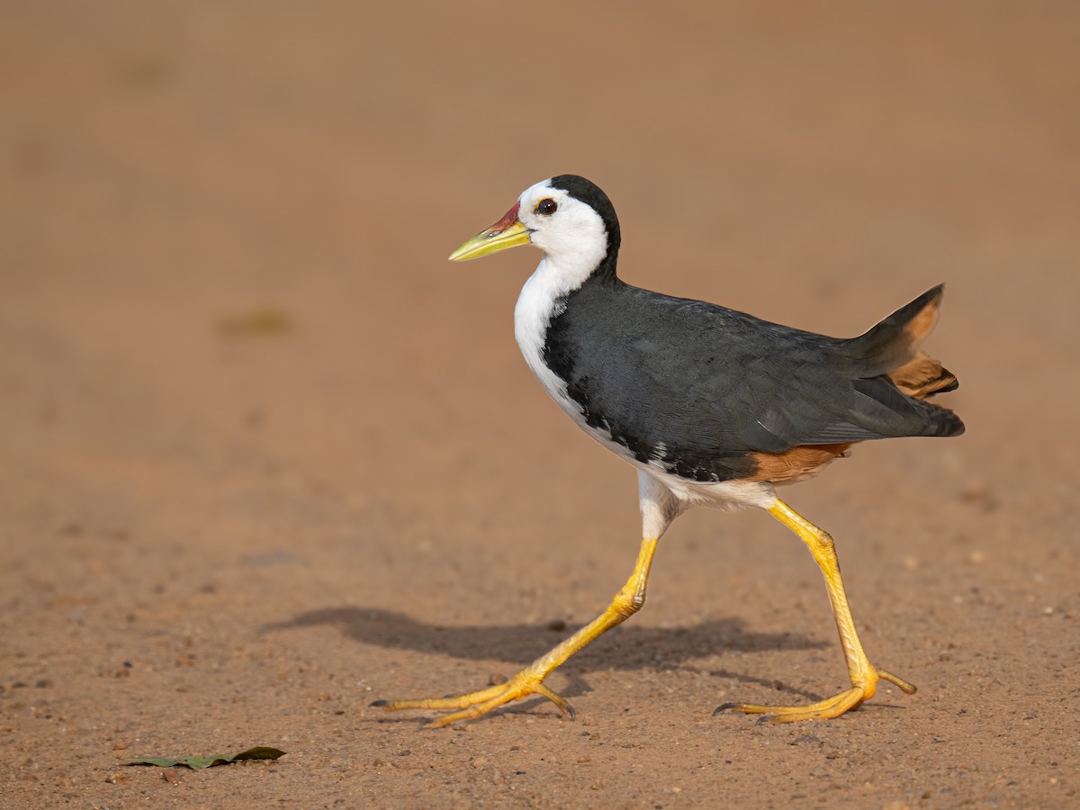 White-breasted Waterhen - ML636333476
