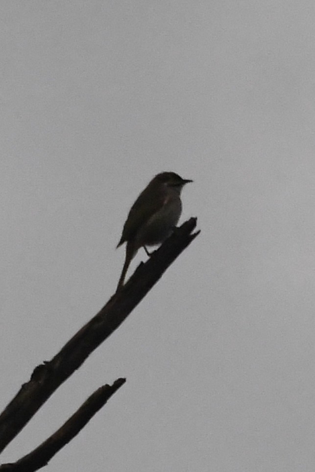 Yellow-faced Honeyeater - ML636333477