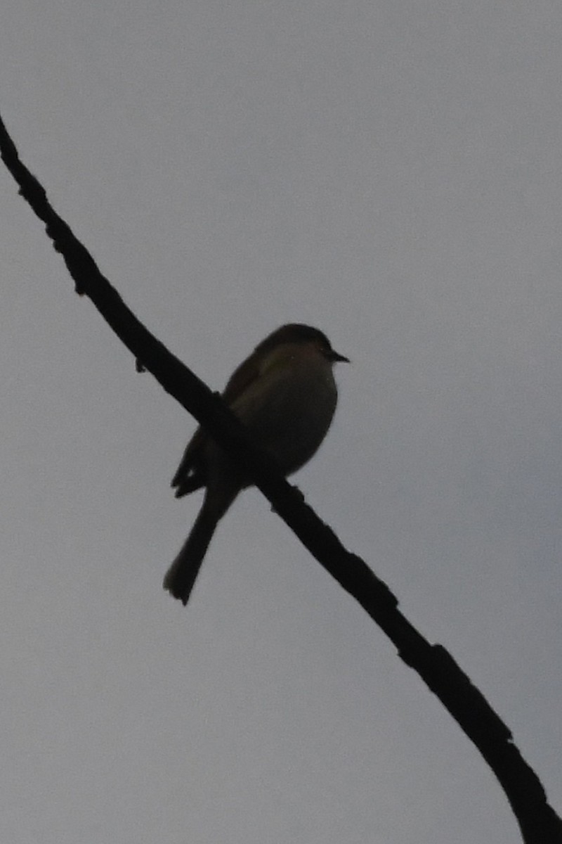 Yellow-faced Honeyeater - ML636333479