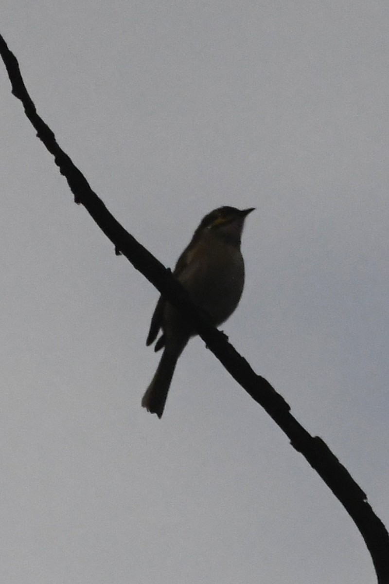 Yellow-faced Honeyeater - ML636333484