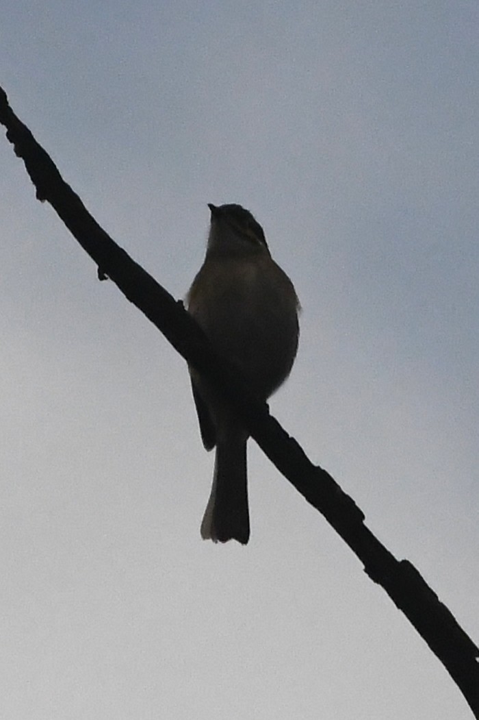 Yellow-faced Honeyeater - ML636333486