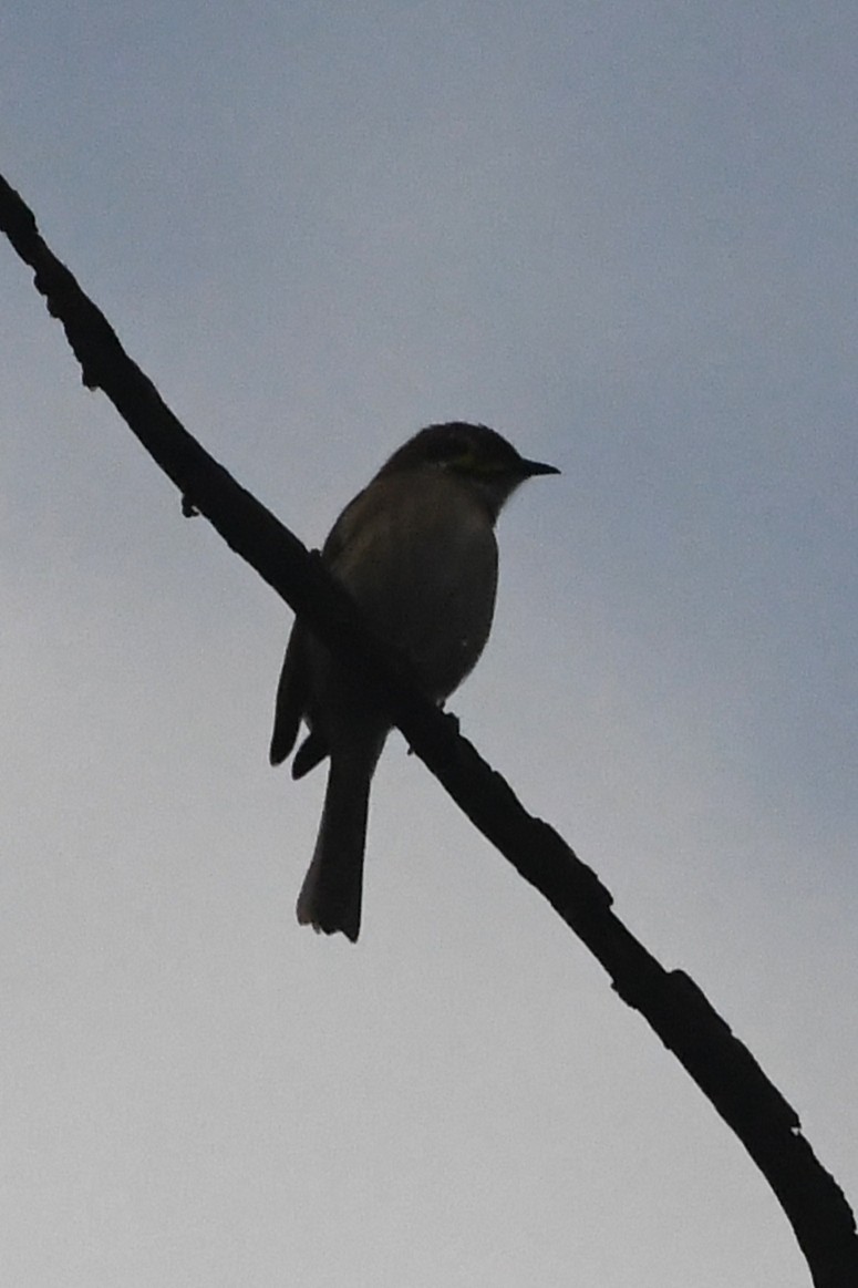 Yellow-faced Honeyeater - ML636333488