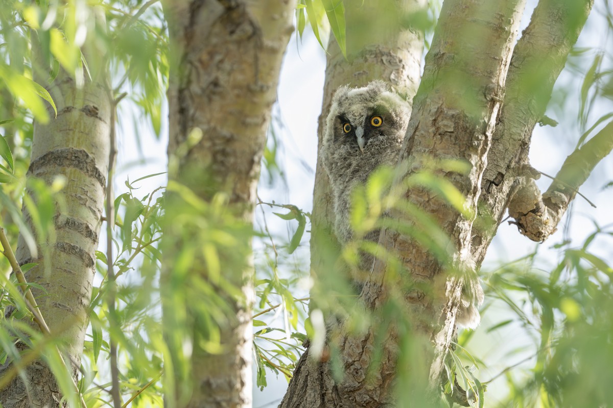 Long-eared Owl - ML636333549