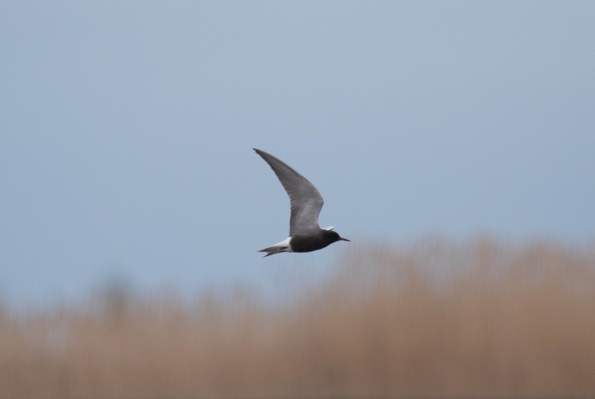 Black Tern - ML636333599