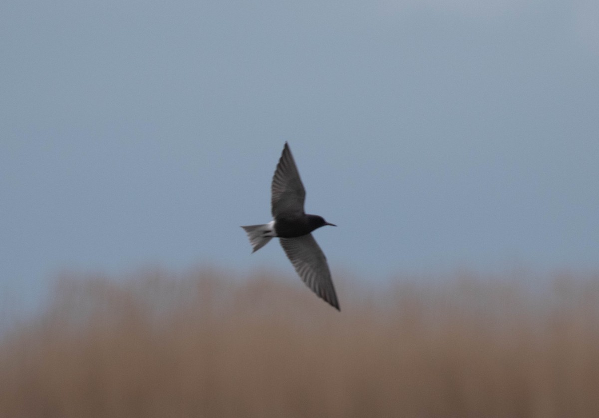 Black Tern - ML636333600