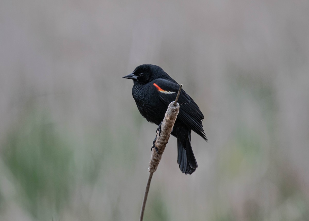 Red-winged Blackbird - ML636333603