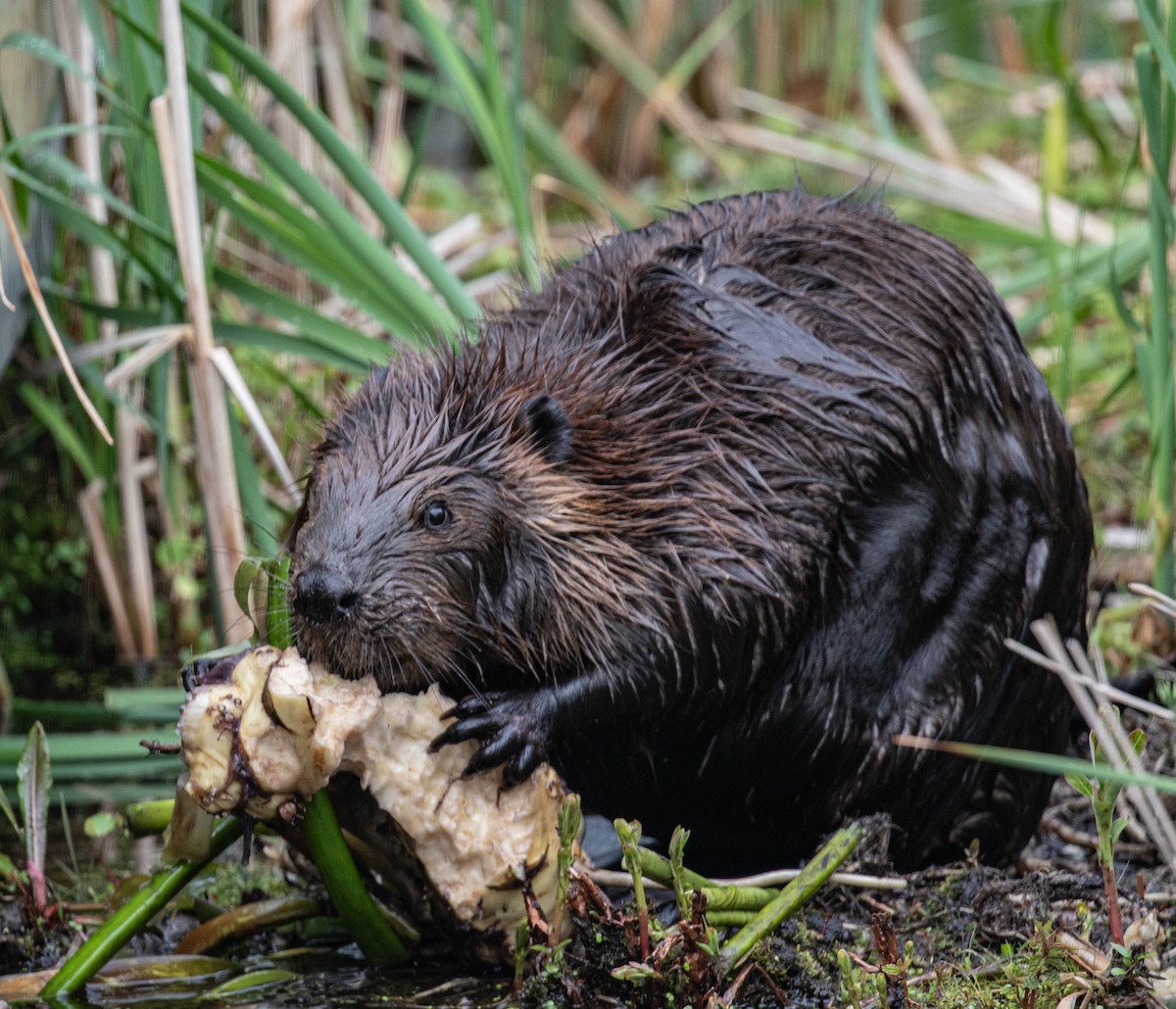 American Beaver - ML636333607