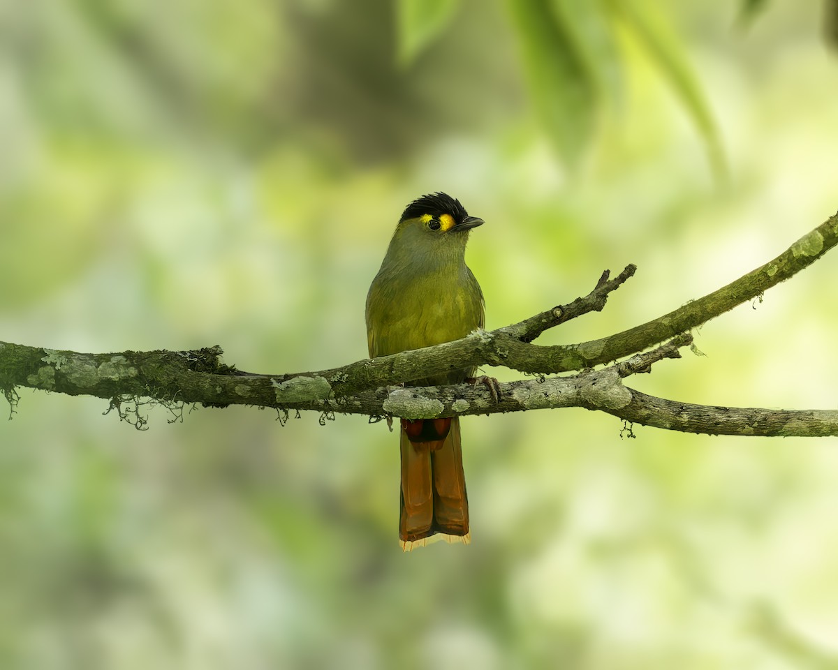 Bugun Liocichla - ML636333629
