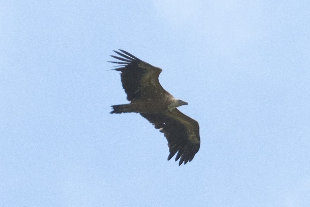 Eurasian Griffon - ML636333671