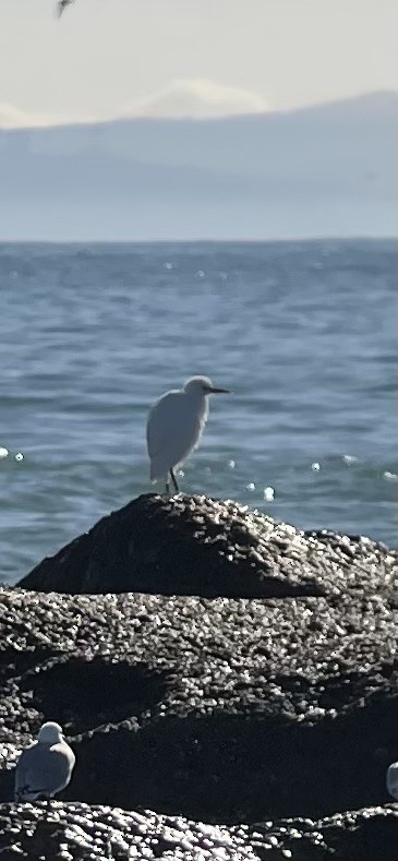 Eastern Cattle-Egret - ML636333742