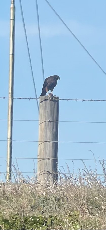New Zealand Falcon - ML636333788