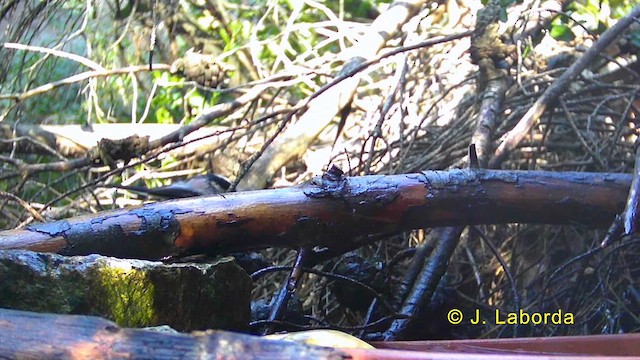 Long-tailed Tit - ML636333848