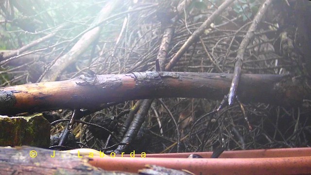 Long-tailed Tit - ML636333849