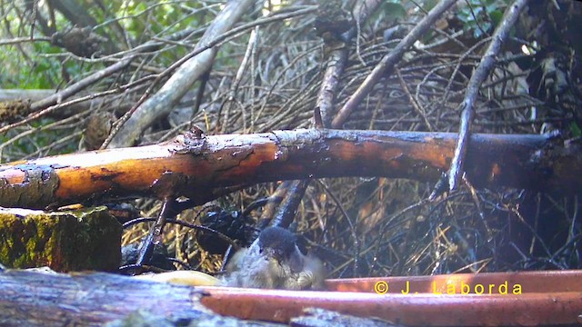 Eurasian Blackcap - ML636333859