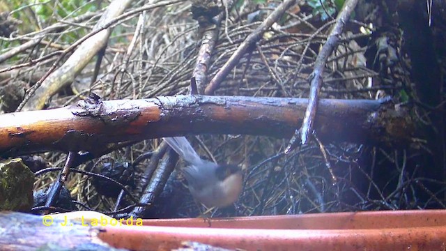 Sardinian Warbler - ML636333867