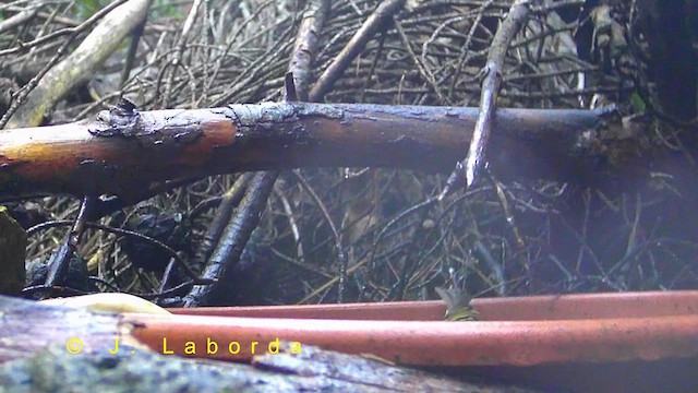 Common Firecrest - ML636333876