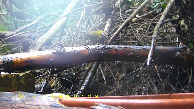 Common Firecrest - ML636333877