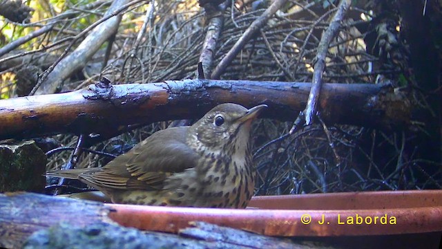 Song Thrush - ML636333884