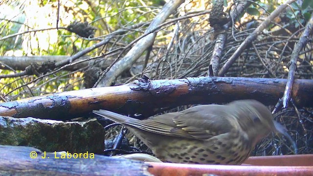 Song Thrush - ML636333885