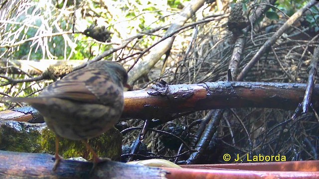 Dunnock - ML636333891