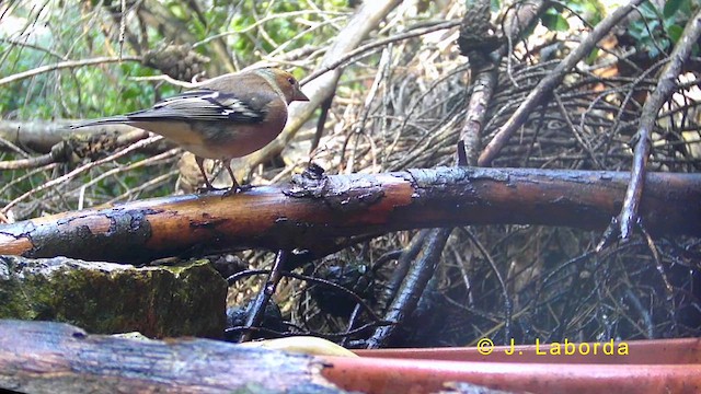 Common Chaffinch - ML636333892