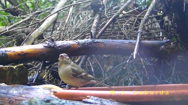Common Chaffinch - ML636333893