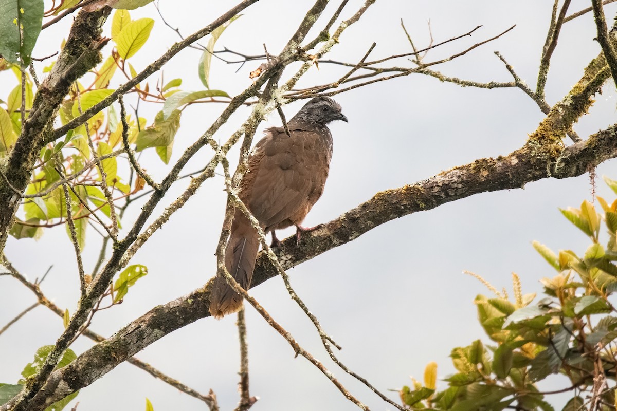 Bearded Guan - ML636333928