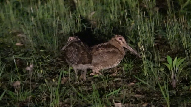 Amami Woodcock - ML636333932
