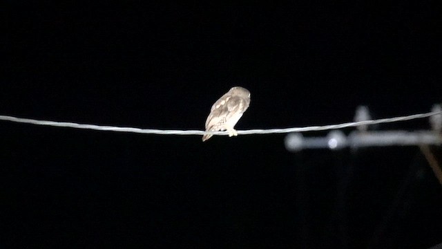 Ryukyu Scops-Owl - ML636333935
