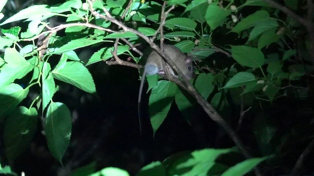Ryukyu Islands Tree Rat - ML636333938