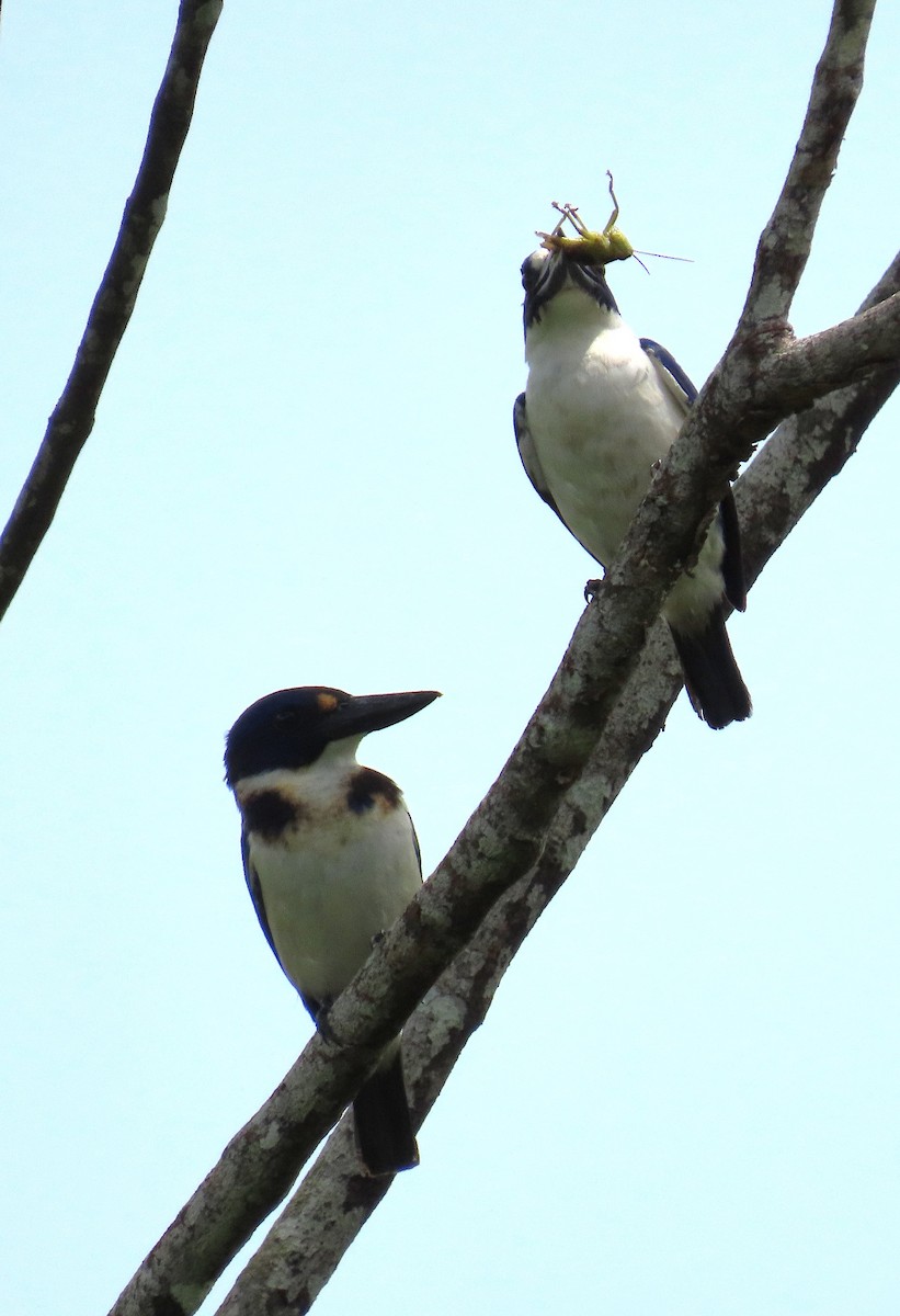 Blue-and-white Kingfisher - ML636334032