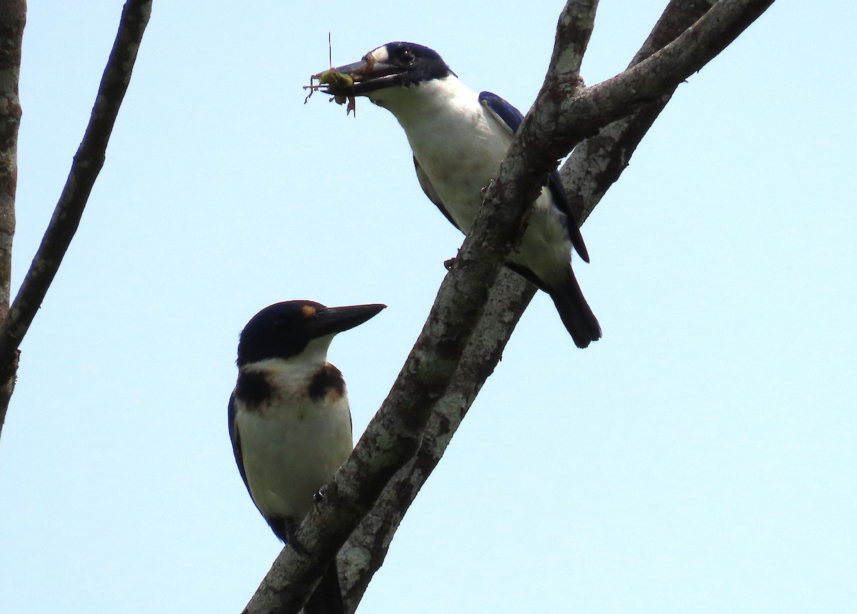 Blue-and-white Kingfisher - ML636334033