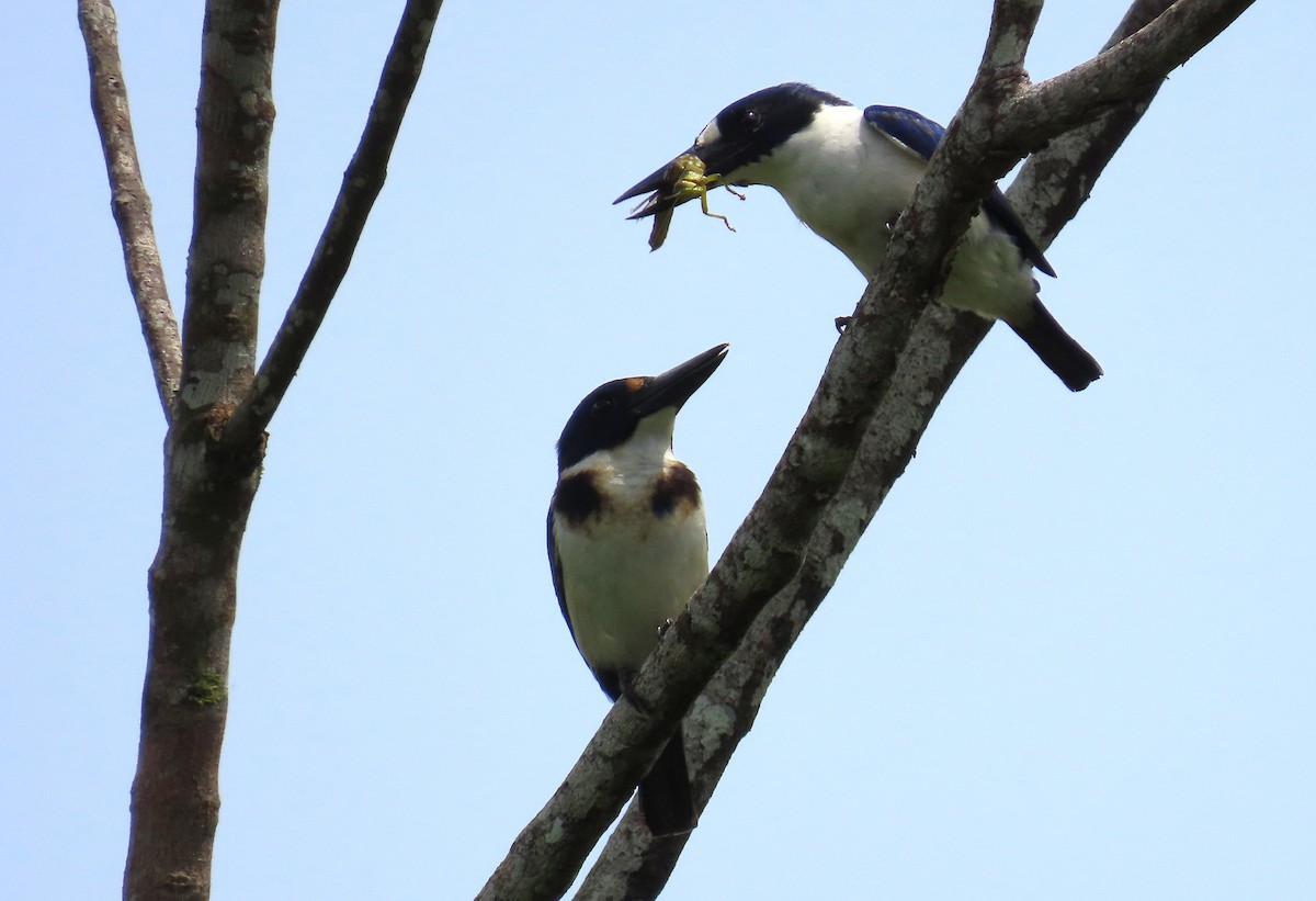 Blue-and-white Kingfisher - ML636334040