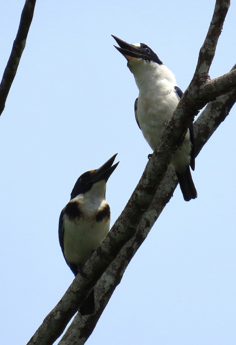 Blue-and-white Kingfisher - ML636334041