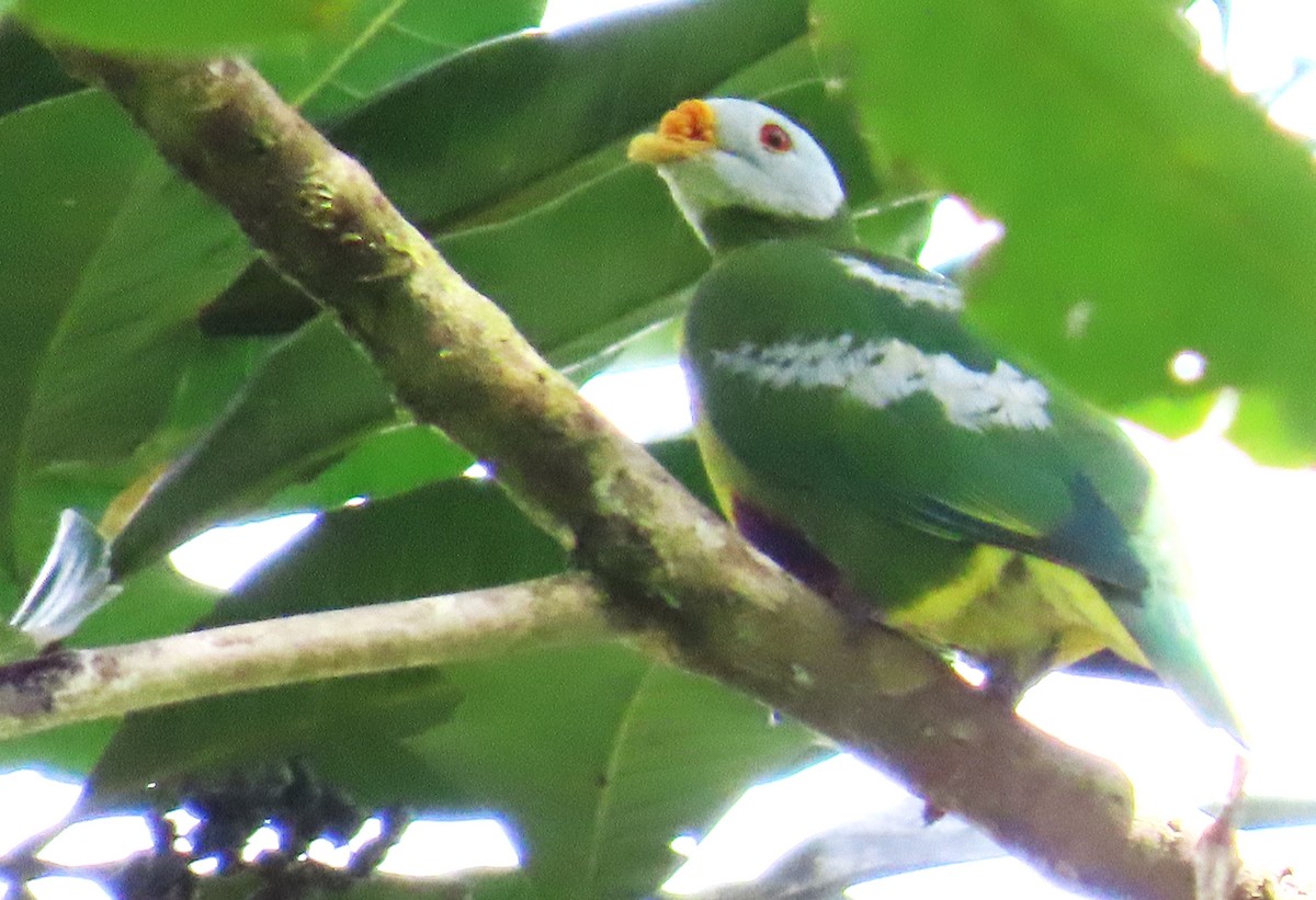 Carunculated Fruit-Dove - ML636334052