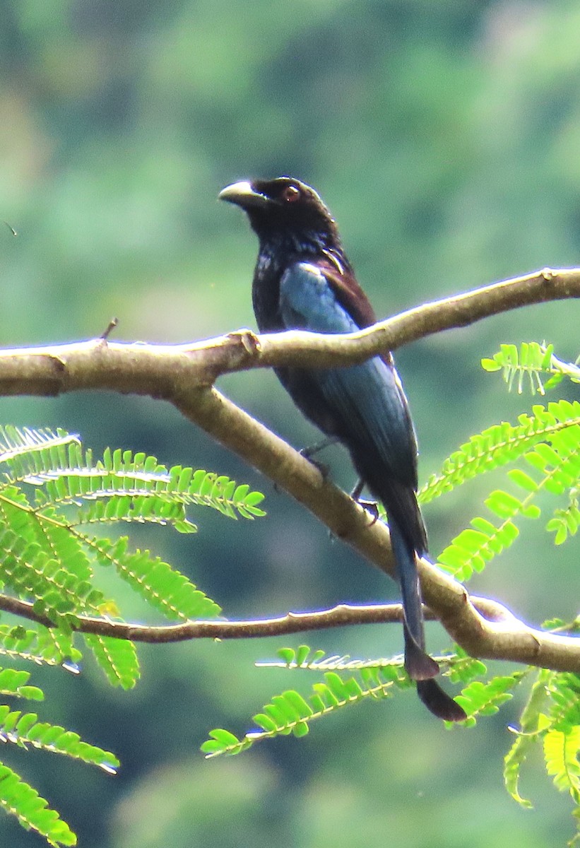 Hair-crested Drongo (Obi) - ML636334082