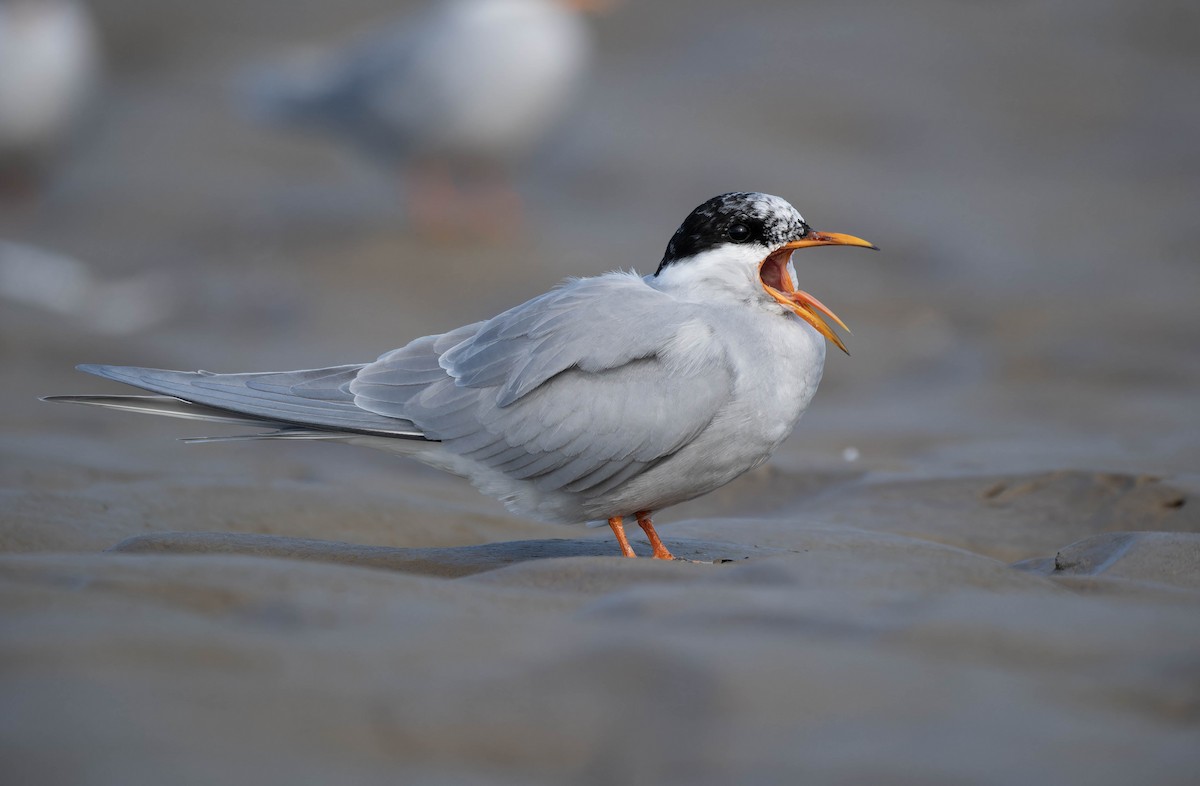 Black-fronted Tern - ML636334120