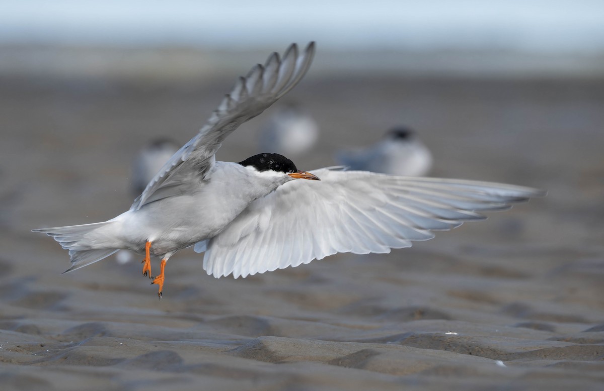 Black-fronted Tern - ML636334121
