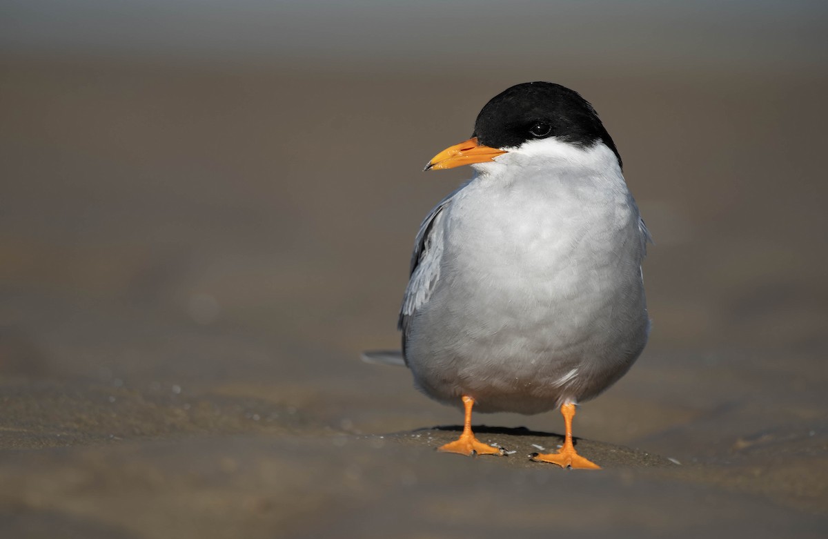 Black-fronted Tern - ML636334123