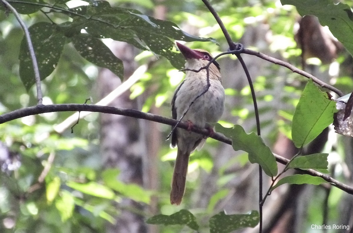 Sulawesi Lilac Kingfisher - ML636334125